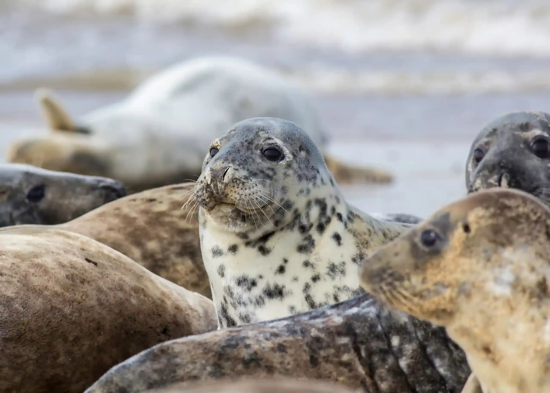 Donna Nook nature reserve