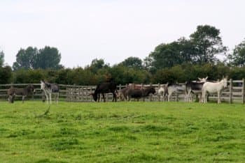 Radcliffe Donkey Sanctuary