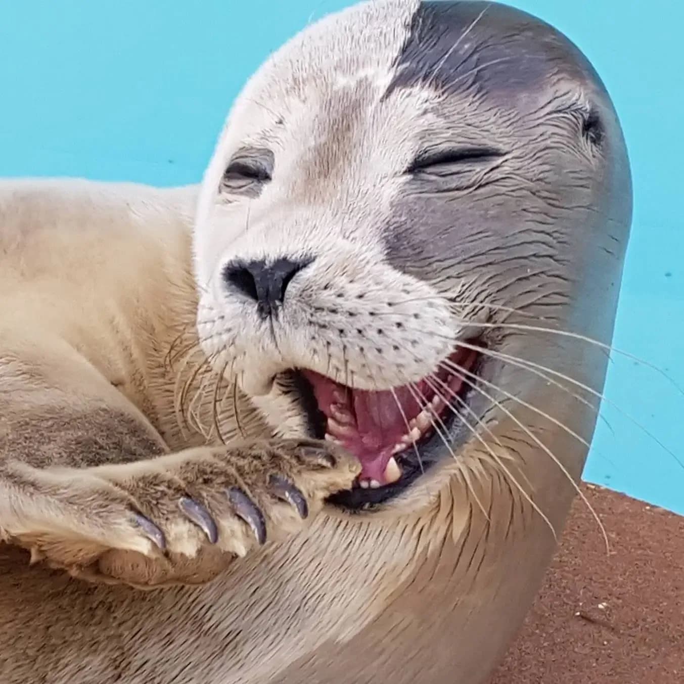 natureland seal sanctuary